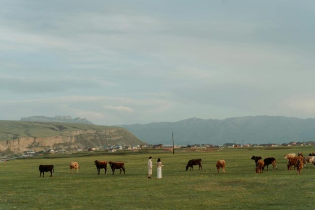 two people near cows on a grassland