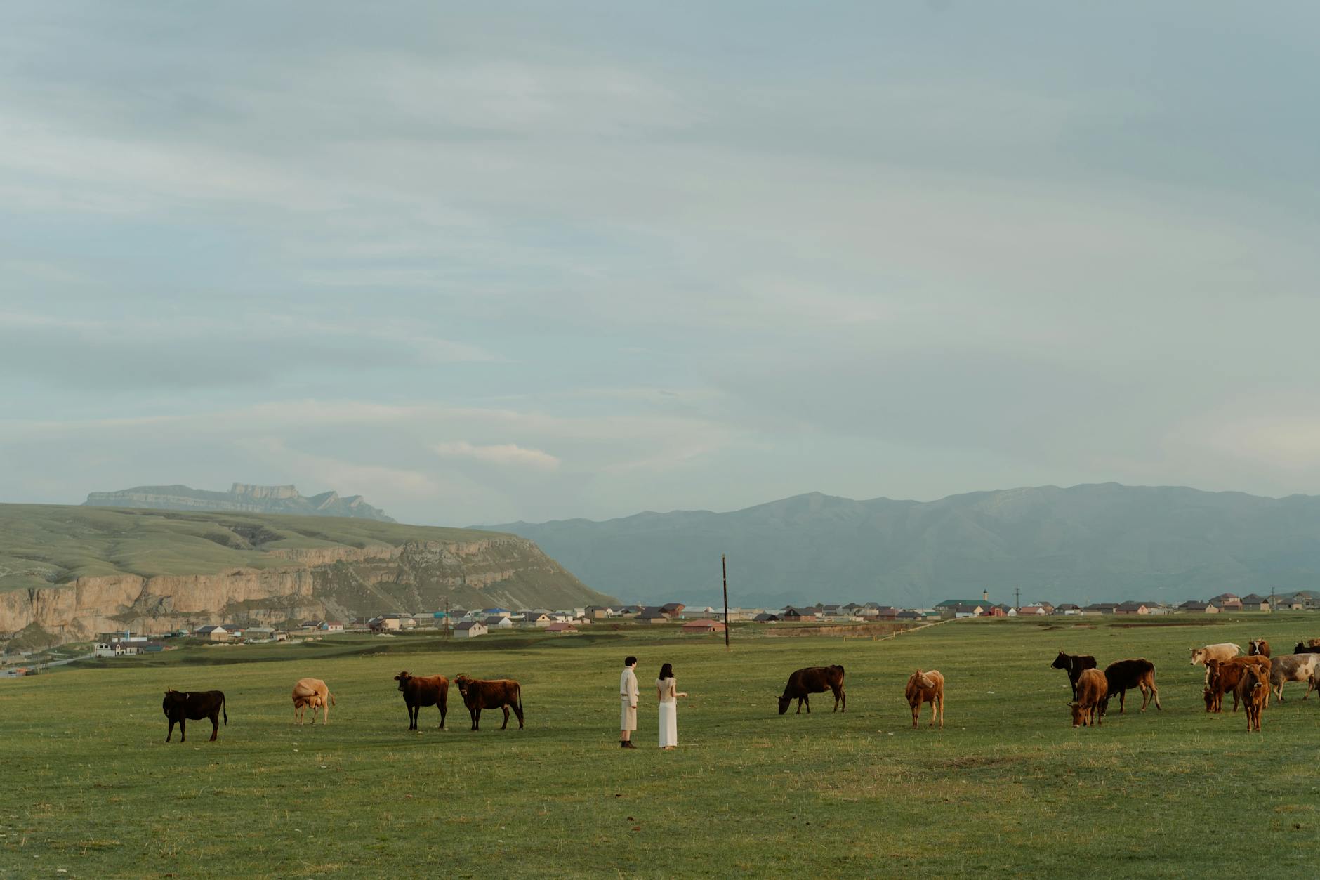 two people near cows on a grassland