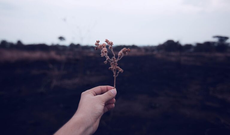 person holding brown plant stem