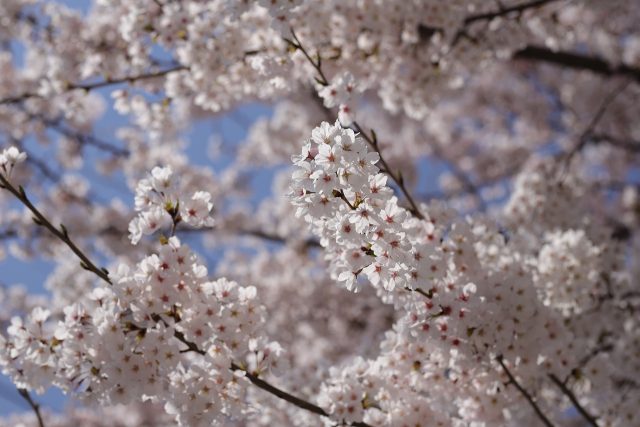 Cherry Blossom Flowers Spring  - HeungSoon / Pixabay
