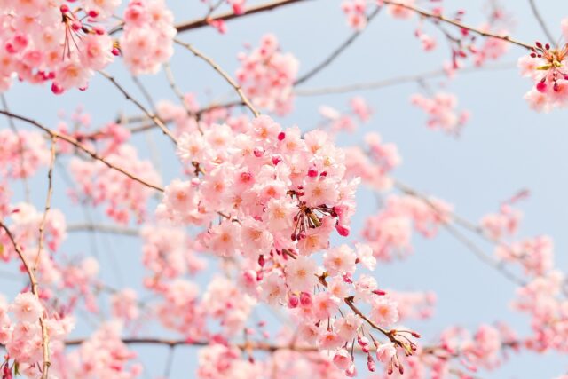 cherry blossom tree pink flowers 1225186