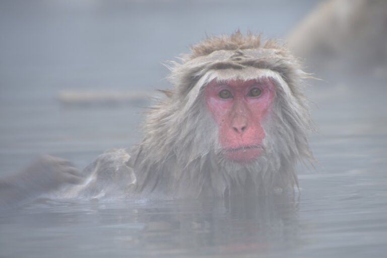 snow monkey onsen japanese monkey 2403922