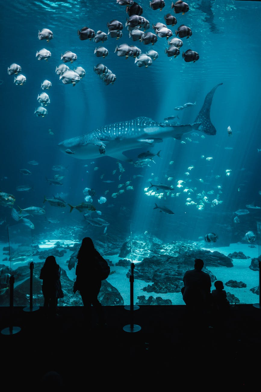 silhouette of people looking at the big aquarium